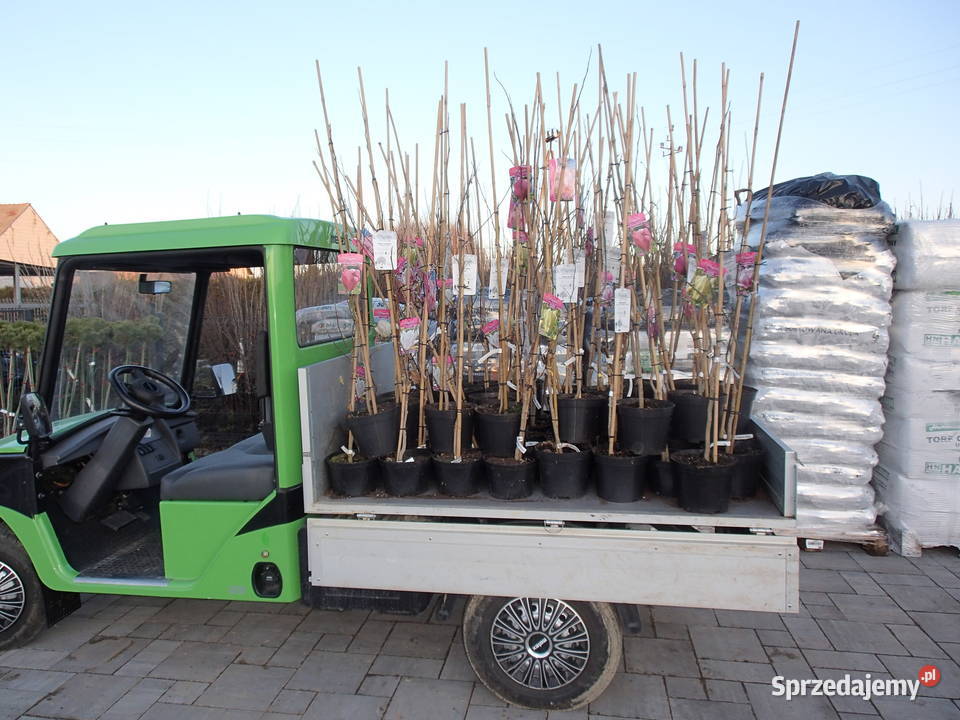 Magnolie szczepione w odmianach Tarnów