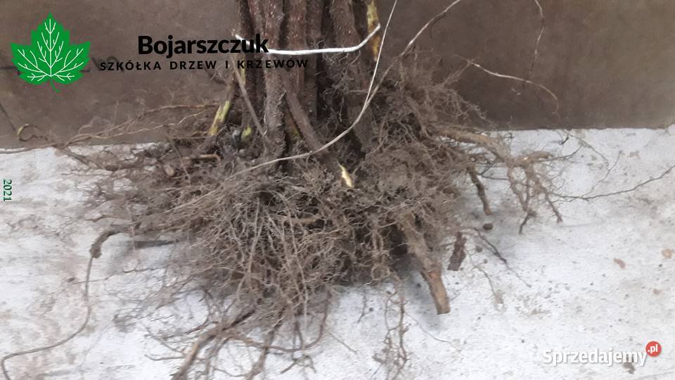 Sadzonki malin jesiennych żółtych żółte WIOSNA Stary Pożóg