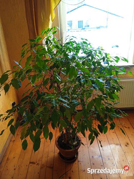 beniaminek Nowa Ruda sprzedam