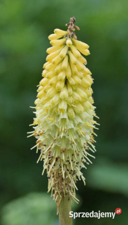 TRYTOMA CYTRYNOWA Kniphofia sadzonki w Ustronie