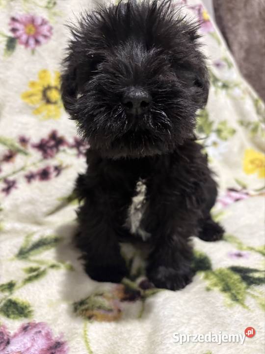 Sznaucer miniaturowy czarny piesek kujawsko-pomorskie Solec Kujawski