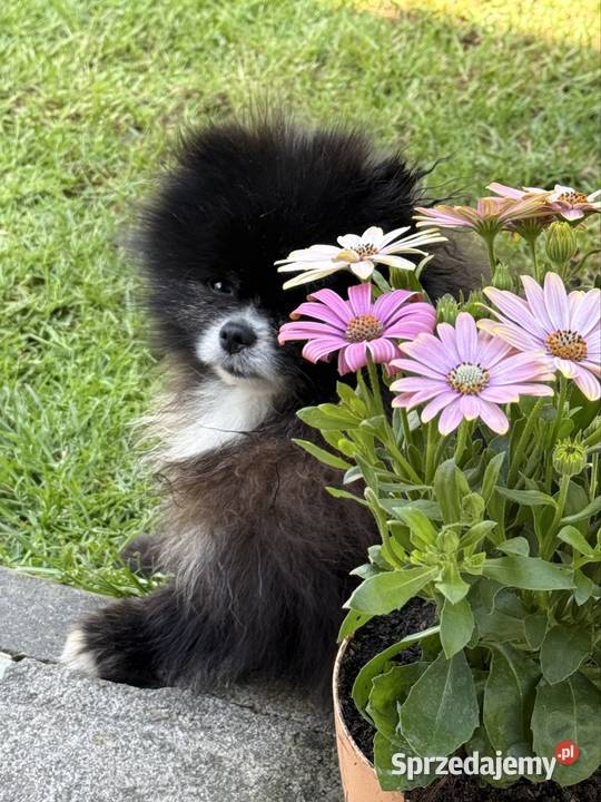 Szpic miniaturowy pomeranian śląskie