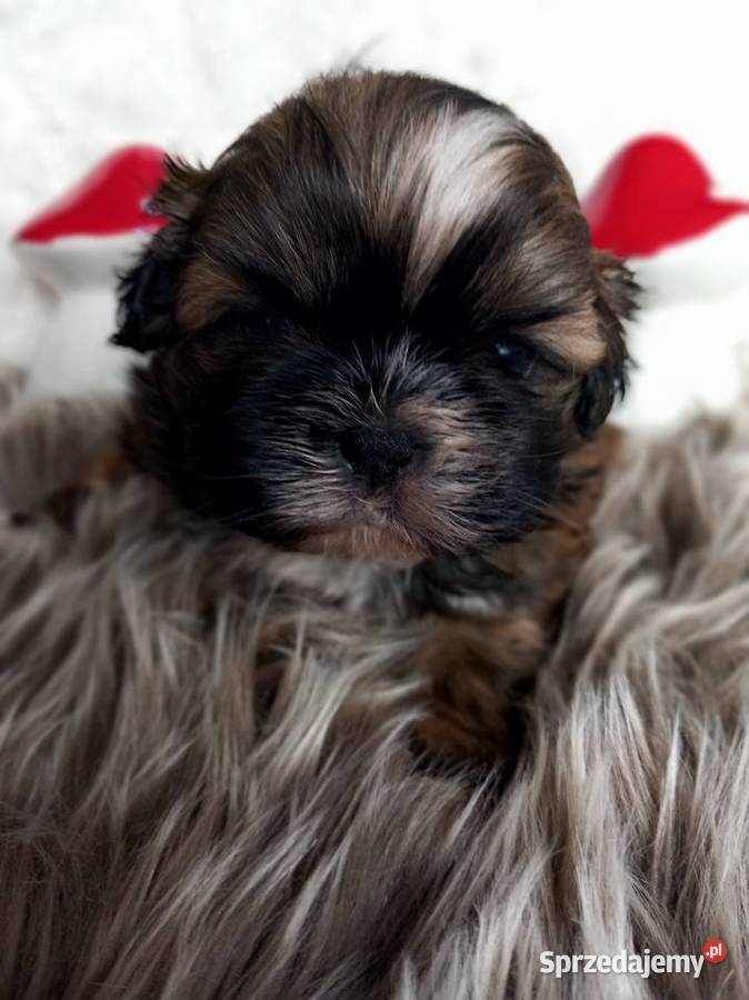 ShihTzu Shih Tzu Strzelce Opolskie