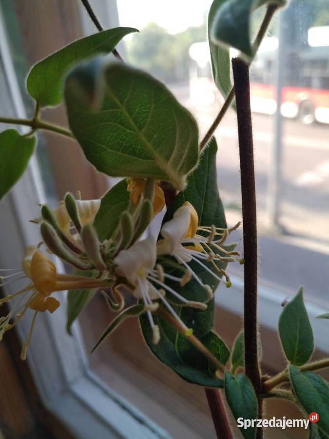 Wiciokrzew żółty x2 sztuki świetny Przemyśl