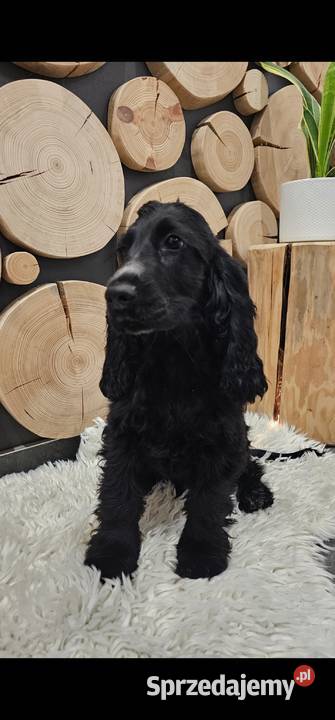 Cocker spaniel Jasienie