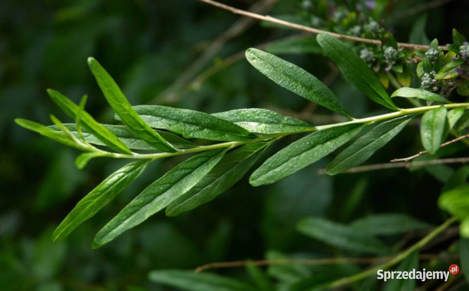 BUDLEJA SKRĘTNOLISTNA sadzonki w doniczkach sprzedam