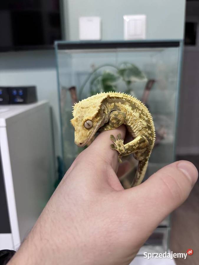 Gekon orzęsiony 2 letni samiec z całym terrarium Konikowo