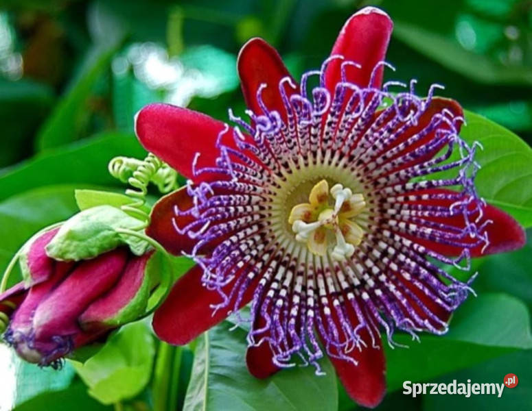 MĘCZENNICA OLBRZYMIA Passiflora quadrangularis Lubanie