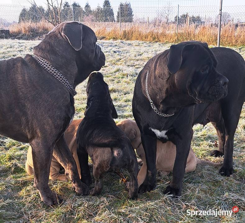 Cane coso szczenie