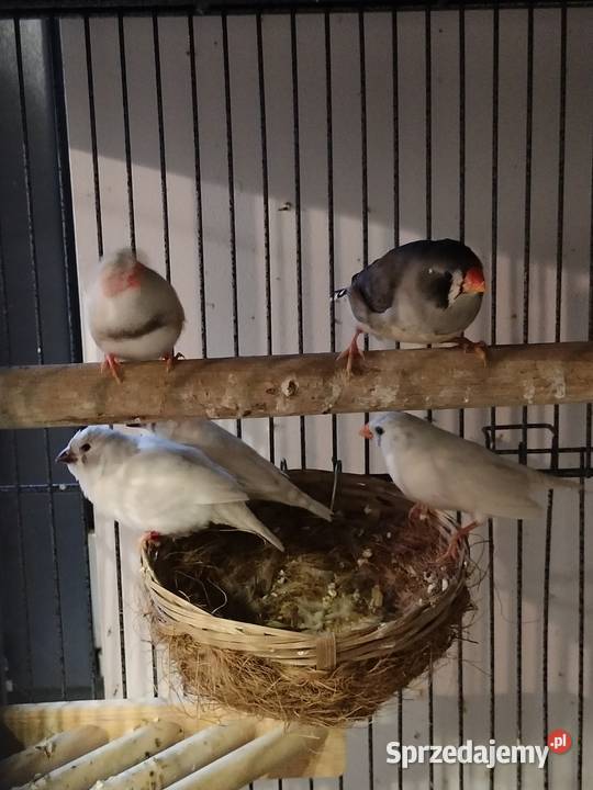 Zeberki tegoroczne pomorskie Liniewo