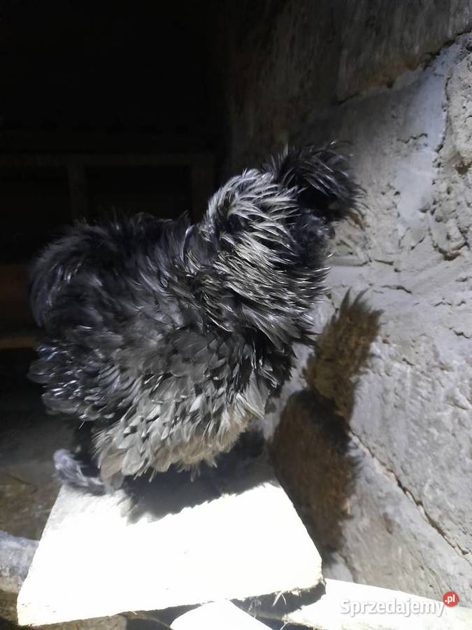 Koguty silki jedwabistej