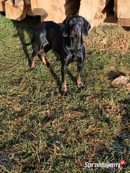 Gończy Polski małopolskie Nowy Targ sprzedam