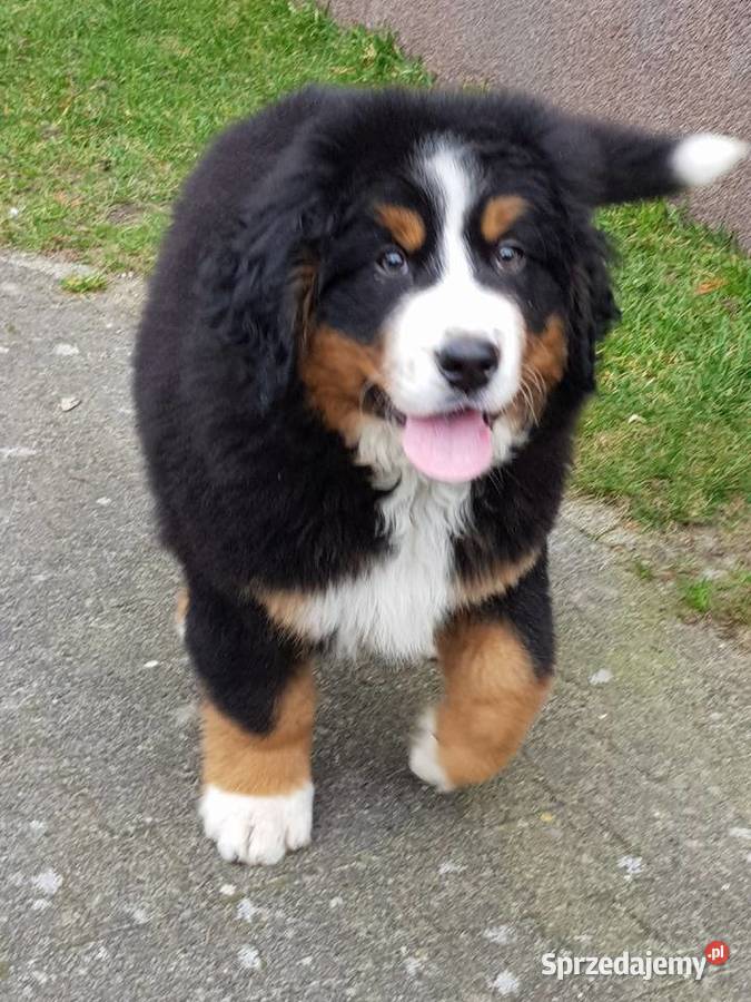 Berneński Pies Pasterski już do odbioru Lublin