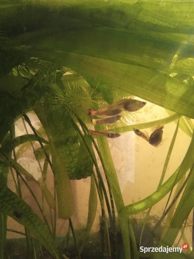 Gupiki łódzkie Piotrków Trybunalski sprzedam