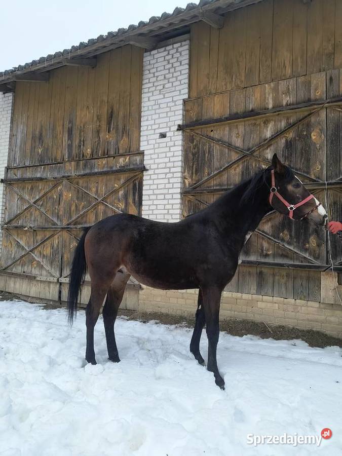 Ogier Małopolski Dolar Zdziłowice