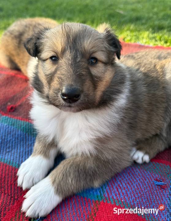 owczarek szkocki collie