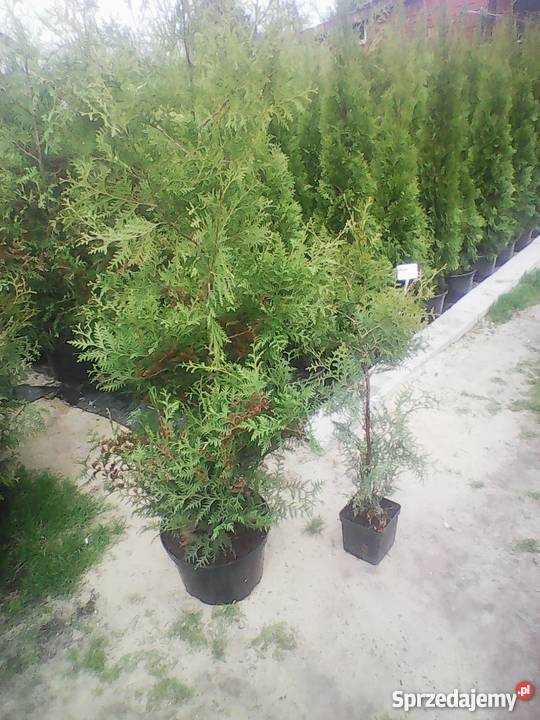 Tuja żywopłotowa brabant 110 160180 PRODUCENT Zacharzyce