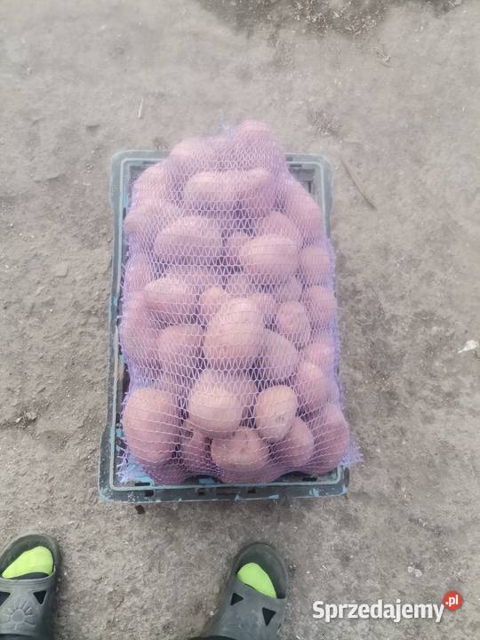 SPRZEDAM WARZYWA WSZYSTKIE WARZYWA POSIADAM Proszowice