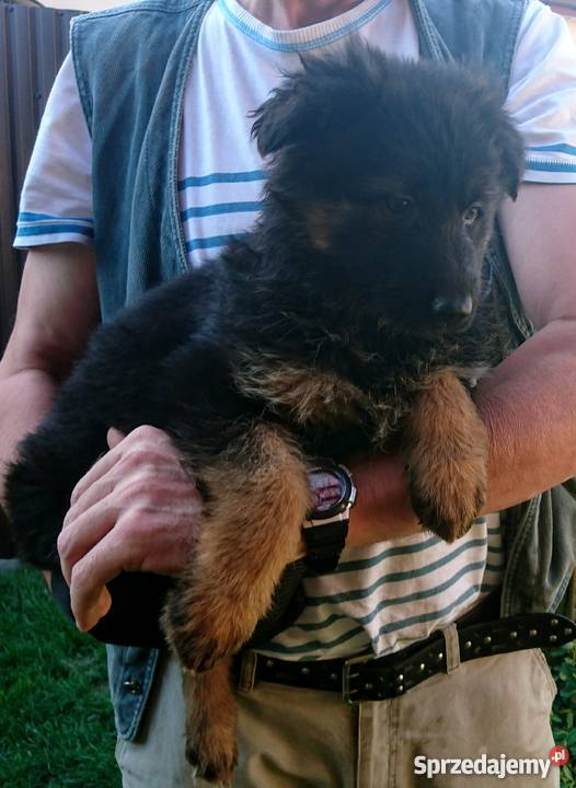 Owczarek niemiecki szczenięta długowłose Milżyn
