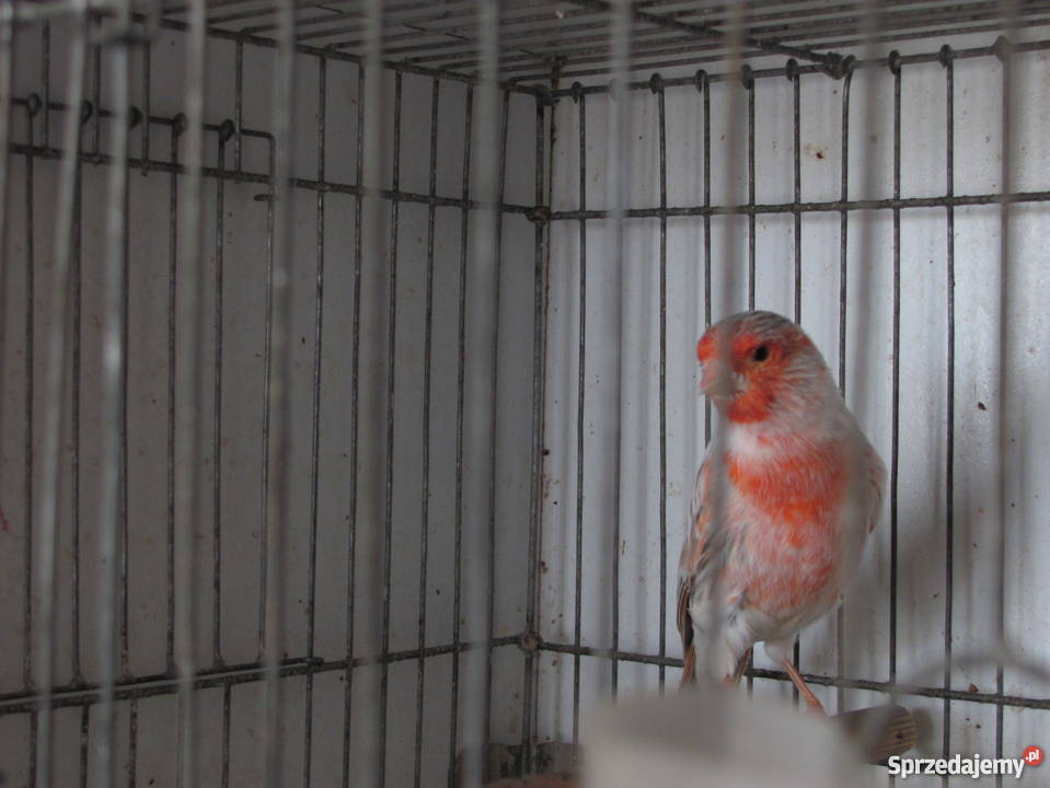 kanarki agatowe czerwona mozaika śląskie Dąbrowa Górnicza sprzedam