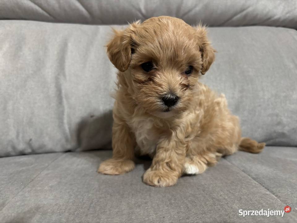 Chłopiec Maltipoo F1 Pozostałe Zawiercie