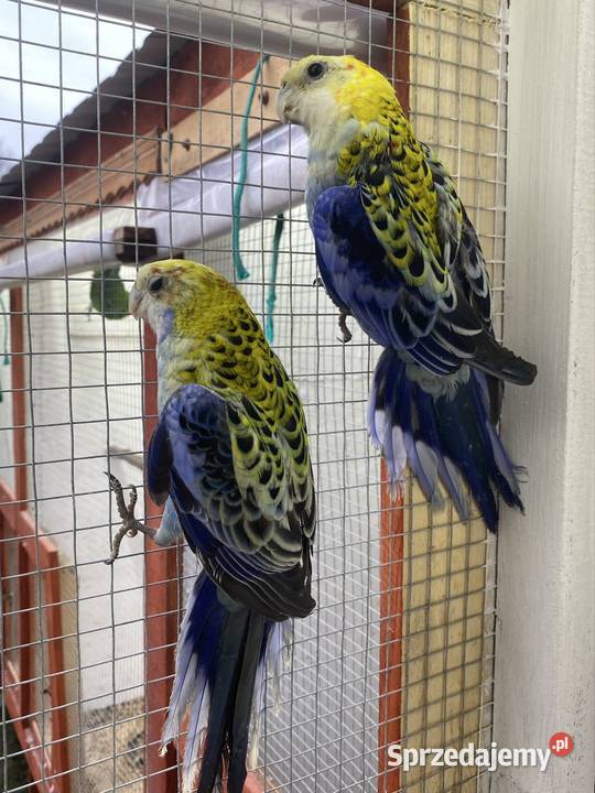 rozzella bladogłowa Ptaki Busko-Zdrój sprzedam