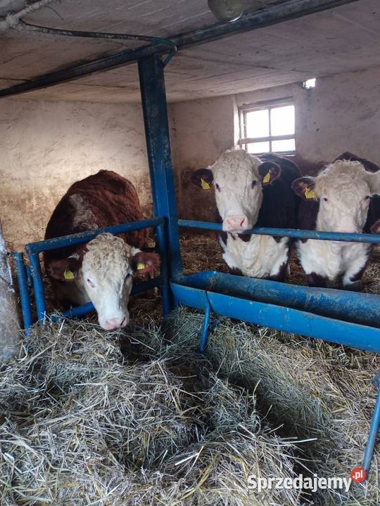 Sprzedam jałówki cielne hereford