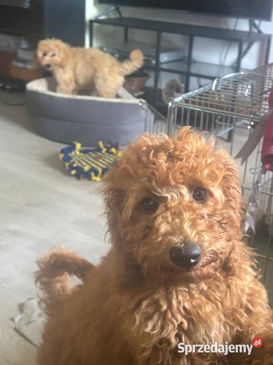 Samiec labradoodle mini f2 apricot Psy zachodniopomorskie sprzedam