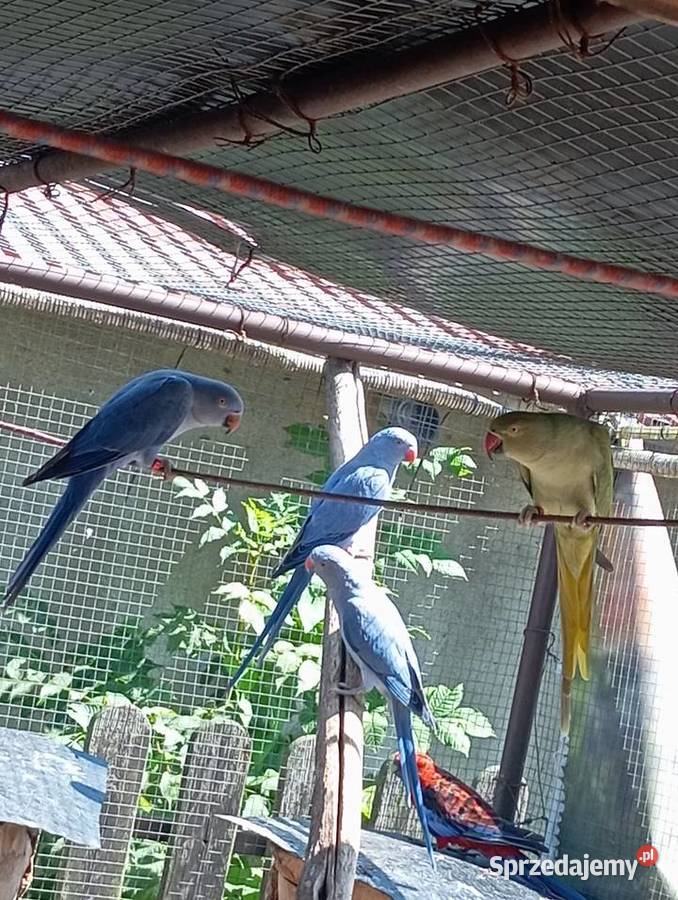 Aleksandretta obrożna Ochodza