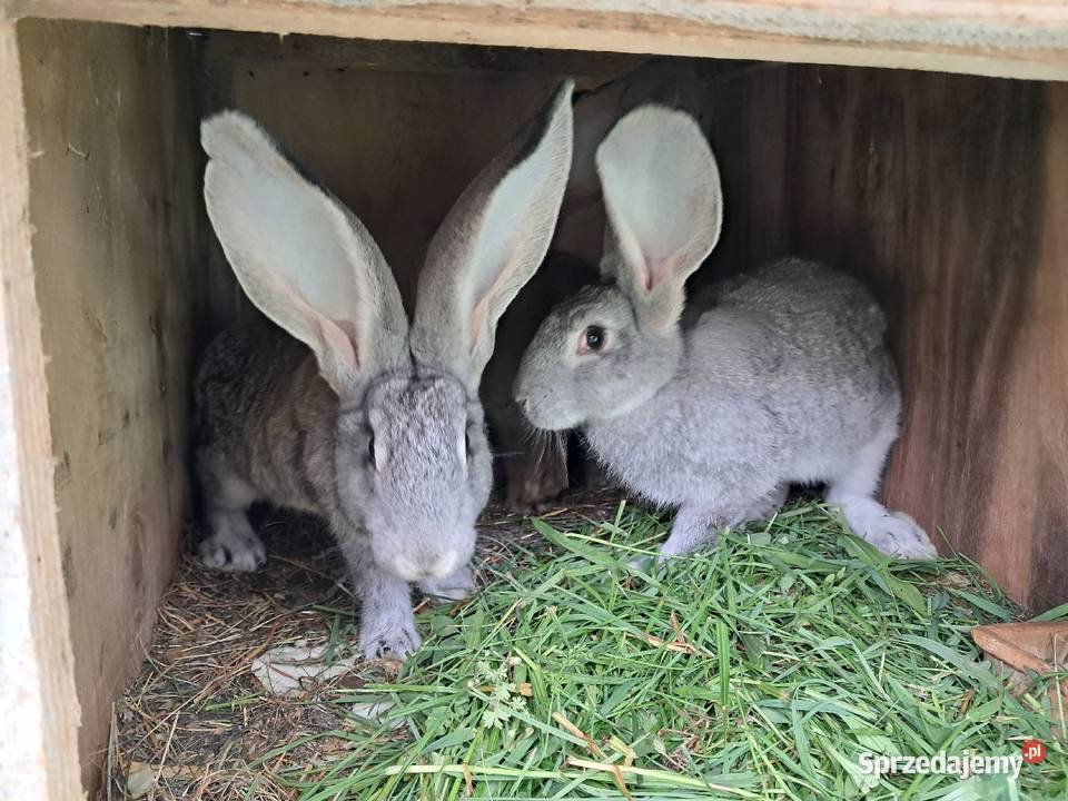 Króliki hodowlane Króliki Króliki Lublin