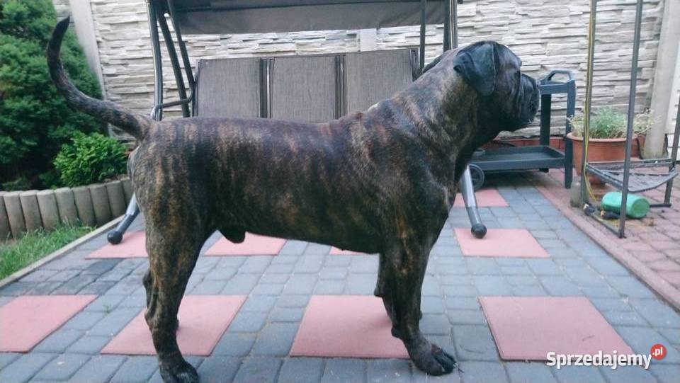 Reproduktor dogo canario dog kanaryjski krycie Radom