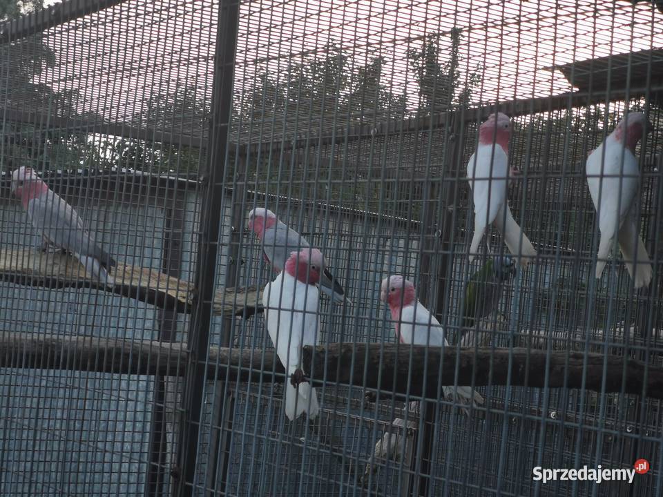 Kakadu Różowe Goffini Lutino Ara Marakana Ara Poznań
