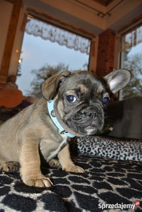 Buldog Francuski Płowe i SABLE Zwierzęta Wadowice