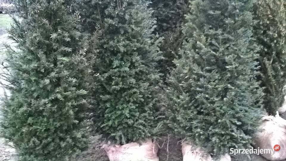 Gotowy Mega Wysoki Żywopłot mazowieckie Mszczonów sprzedam