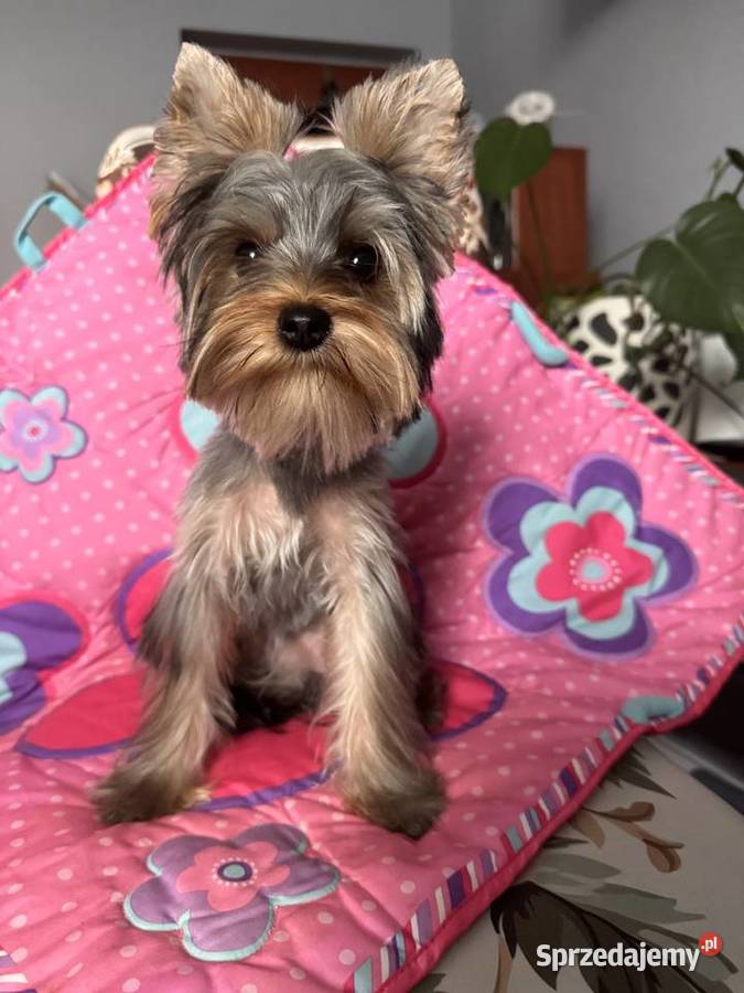 Suczką Yorkshire Terrier Czeladź