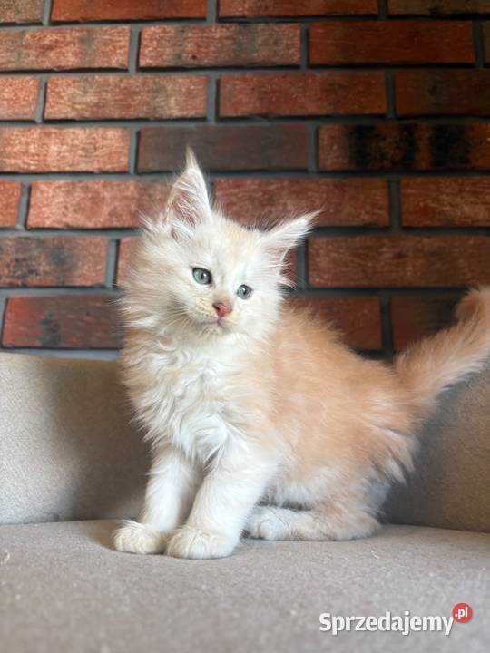 Maine Coon Oskar Szembruk sprzedam