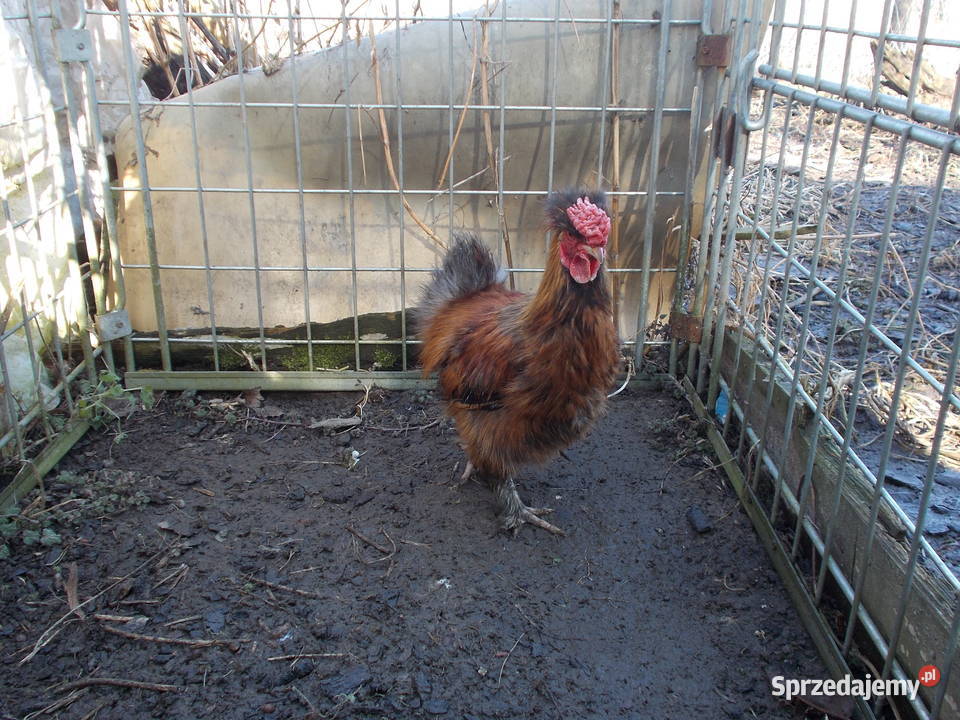 Kury miniaturki Jedwabiste Giełda zwierząt łódzkie