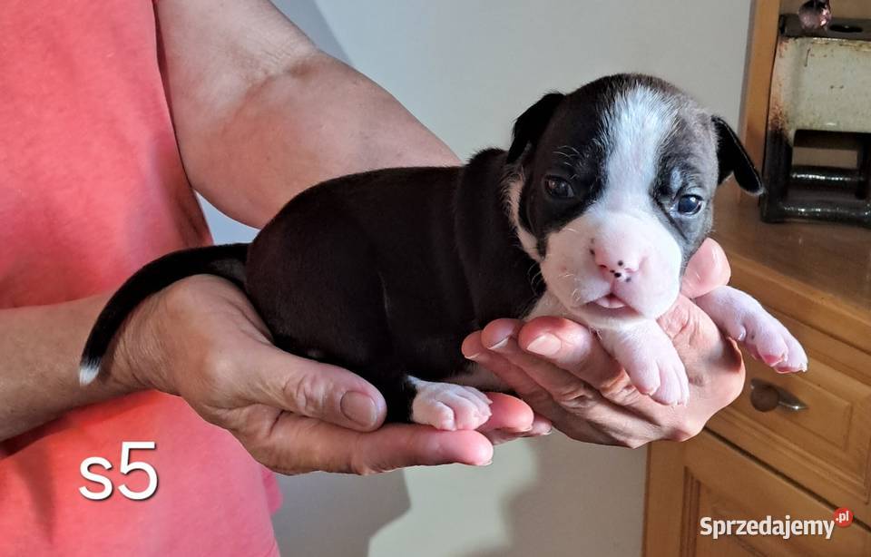 Amstaff zkwp fci suczka Amstaff Psy Koziegłowy