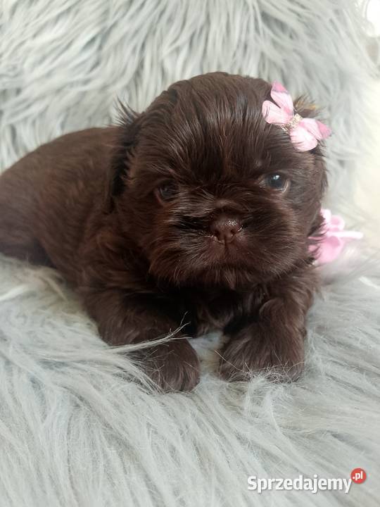 Czekoladowa suczka rasy ShihTzu szuka domku Kępno sprzedam