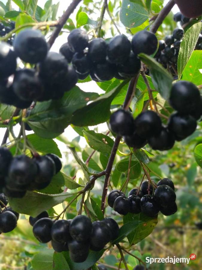 Aronia Owoce Aronii Ekologiczne Aronie Wysyłka Nowy Sącz