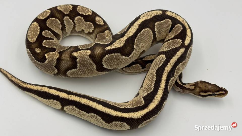 Orange Dream Fire Yellow Belly Samica Pyton Chorzów