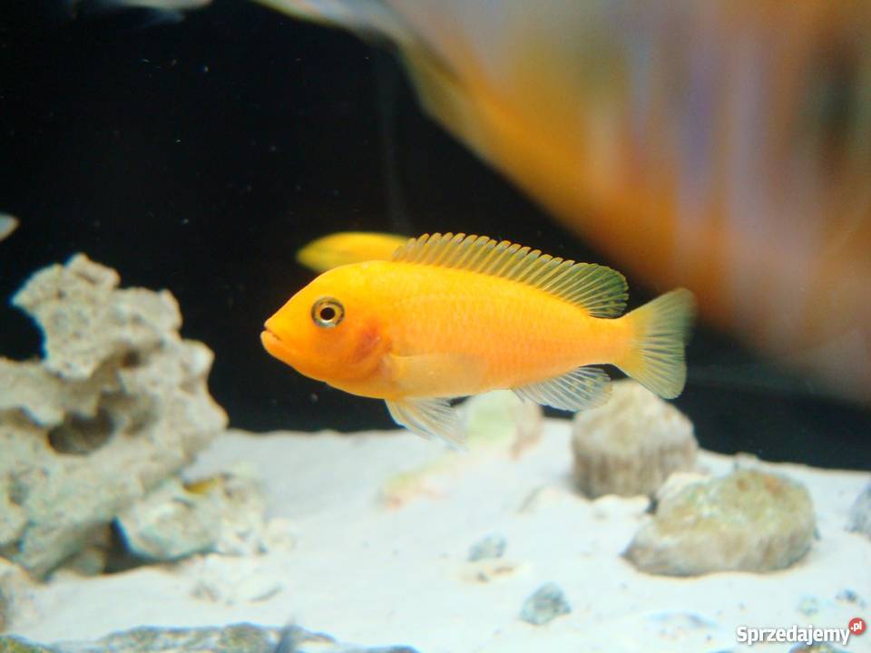 Pyszczaki Maylandia Estherae Red Red Dorosły Kraków sprzedam