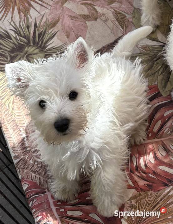 West Highland White Terrier szczenięta ZKwP a i Łódź