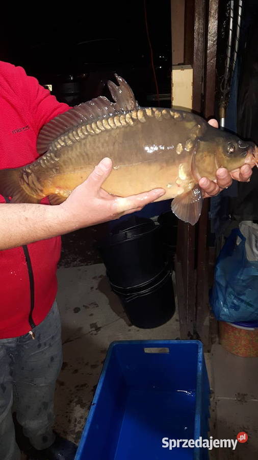 RYBY NA WIGILIĘ KARP KRÓLEWSKI AMUR JESIOTR Łódź