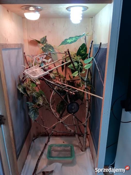 Kameleon Jemeński samiec w pełni wyposażone Lublin