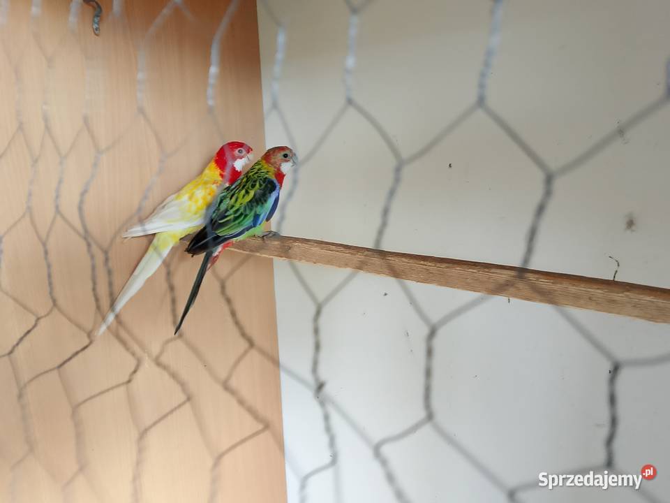 Gołąbki diamentowe kujawsko-pomorskie Dyblin