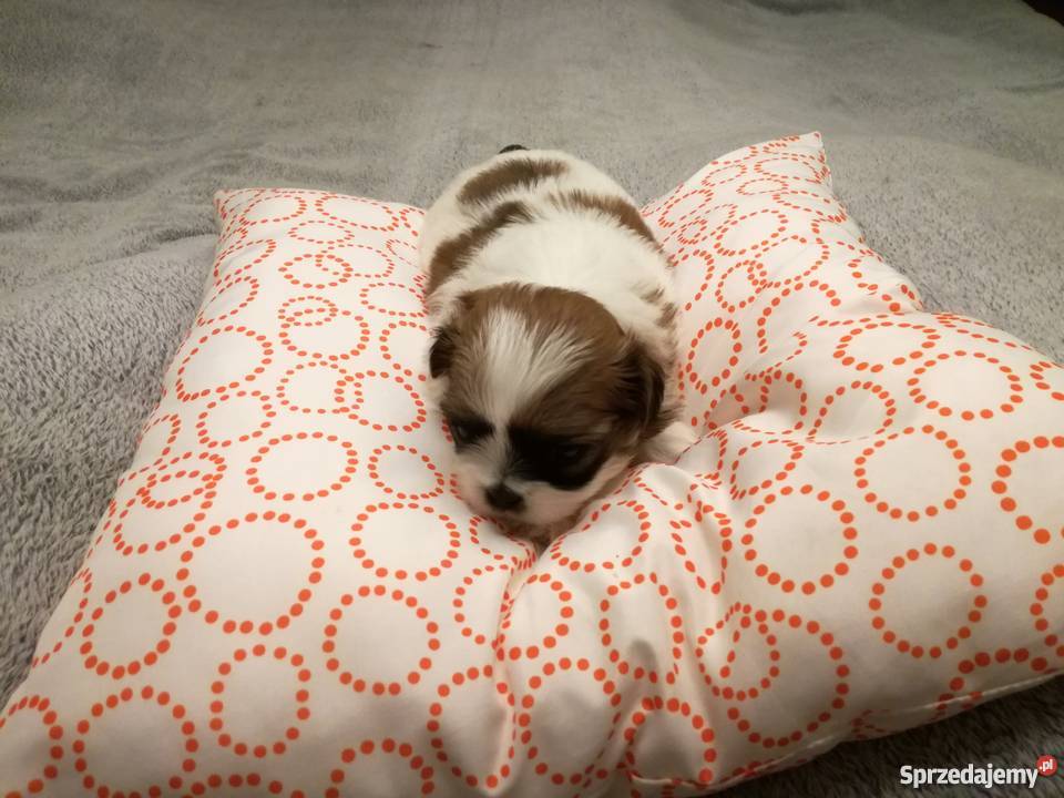piękne szczeniaki Shih tzu Shih Tzu sprzedam