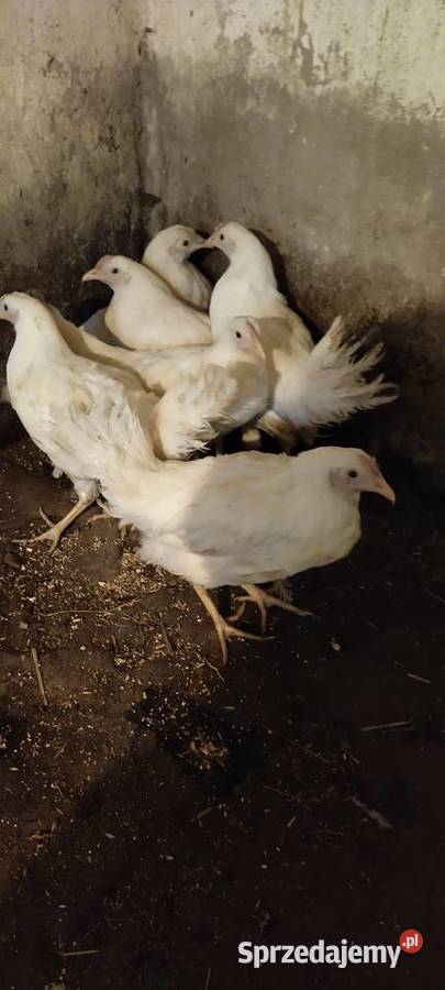Kurykokoszki leghorn Drób i ptactwo