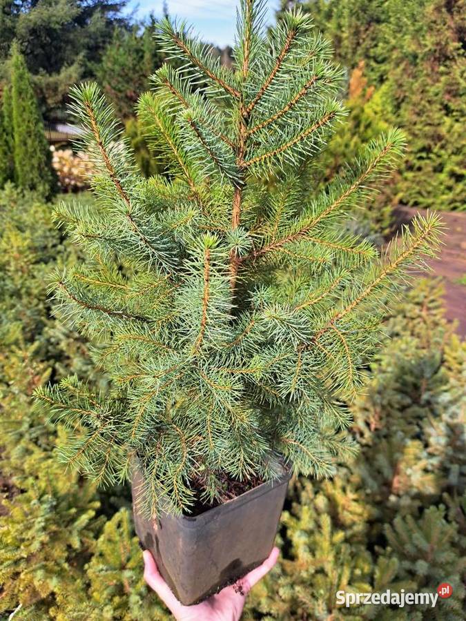 Świerk serbski Picea Omorica rośliny w Dom i Ogród śląskie