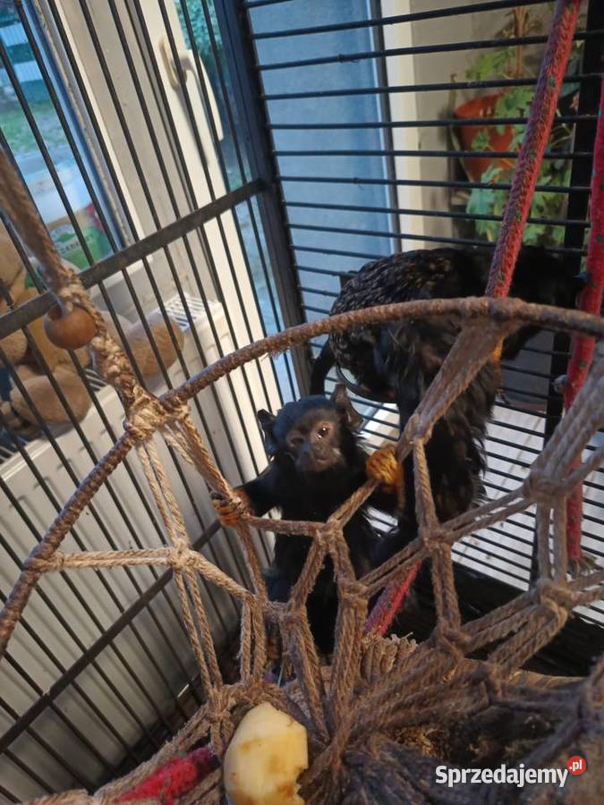 Tamaryna złotoręka Pozostałe Ząbkowice Śląskie